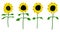 Sunflower vector flower nature illustration