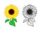 Sunflower vector. Print for t-shirt, color and monochrome icons of sunflower on white background, isolated sunflowers