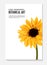 Sunflower vector realistic illustration isolated on white. Daisy yellow sun flower summer vibrant art. Tender greeting card macro