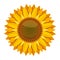 Sunflower vector on white background. Yellow sun flower