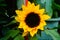 Sunflower, very beautiful flowers