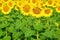 Sunflower with very large golden-rayed flowers. Yellow helianthu