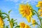 Sunflower with very large golden-rayed flowers. Yellow helianthus in a field against a blue sky with white clouds.