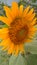 This is sunflower very nice flower