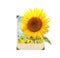 Sunflower in vintage photo frame with 3d effect