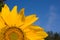 Sunflower with water drops