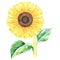 Sunflower. Watercolor vintage illustration. Isolated on a white background. For design.