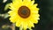 Sunflower waving at wind - closeup