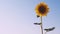 Sunflower waving in the wind in sunflower field on sunset