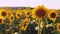 Sunflower waving in the wind in sunflower field on sunset