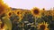 Sunflower waving in the wind in sunflower field on sunset