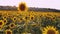 Sunflower waving in the wind in sunflower field on sunset