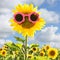 Sunflower wearing pink sunglasses