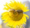 Sunflower wearing sunglasses