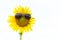 The Sunflower wearing the sunglasses