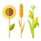 Sunflower, wheat, corn vector illustration.