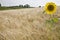 Sunflower in wheatfield