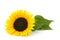 Sunflower on white background