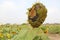 Sunflower is wilting on green leaves in sunflower field isolated on blue sky background closeup.