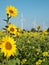 Sunflower and wind turbine