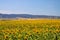 Sunflower and wind turbine field under blue sky in Andalusia near small village Sahara delos Atunes, Spain