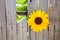 Sunflower in a Wood Fence