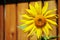 Sunflower on a wooden fence background.