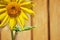 Sunflower on a wooden fence background.