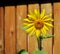 Sunflower on a wooden fence background.