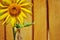 Sunflower on a wooden fence background.