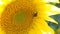 Sunflower working bee bright sunny weather close up natural energy organic farming clean farm outdoors honey pollen bees