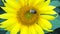 Sunflower working bee bright sunny weather close up natural energy organic farming clean farm outdoors honey pollen bees