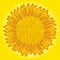 Sunflower on yellow background