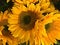 Sunflower, Yellow, domesticated, annual, 70 species
