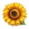 Sunflower Yellow Floral Illustration Botanical Art with Vibrant Pet.