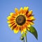 Sunflower yellow flower on blue sky