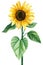 Sunflower, yellow flower on an isolated white background, watercolor illustration