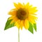 Sunflower Yellow Flower With Leaf Isolated On White Background
