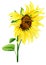 Sunflower yellow isolated on white background. Watercolor gouache hand drawn illustration of field flower in realistic style.