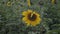 Sunflower with yellow petals close-up