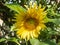 Sunflower with yellow petals and large green leaves, close up view. Sunflower blossoming in the garden at summer