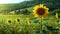 Sunflower, yellow plant, meadow, flower, green landscape, vibrant sunset generated by AI