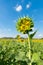 Sunflower young bud blooming