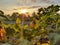 sunflowers in the afternoon