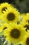 Sunflowers in the afternoon sun