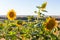 Sunflowers in the afternoon sun