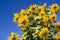 Sunflowers against blue sky