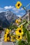 Sunflowers along Banff Avenue in Banff National Park, Alberta Canada in summer