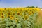 sunflowers along a country dirt road