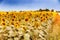 Sunflowers along a country dirt road